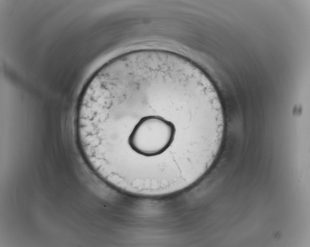 X0000096961514200802081219