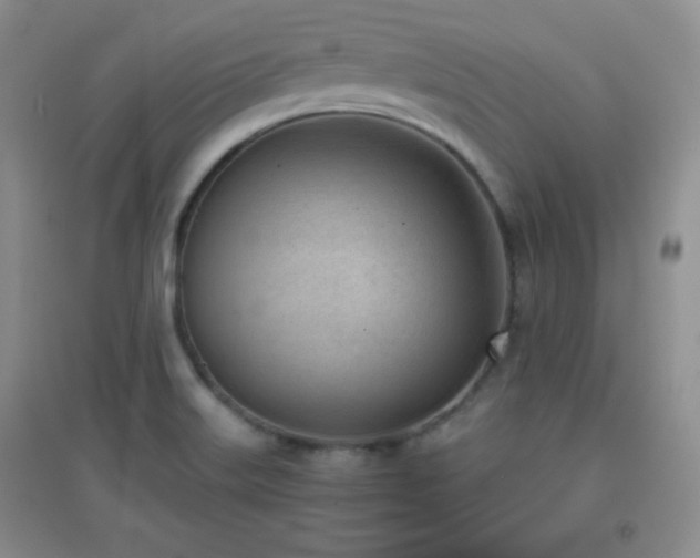 X0000096961515200802081219