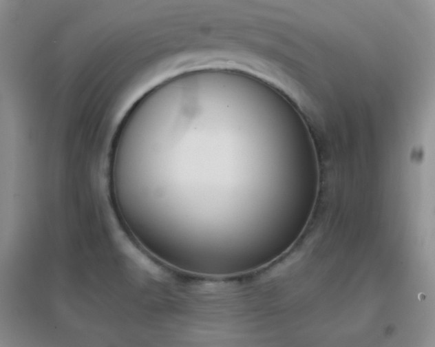 X0000096961518200802081219
