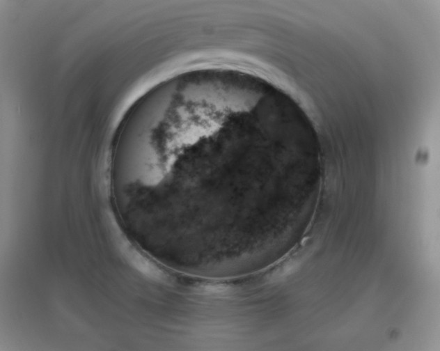 X0000096961522200802081219