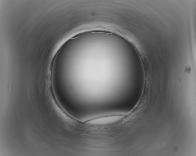 X0000096961524200802081219