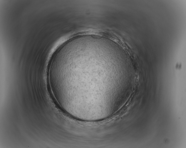 X0000096960006200802151246