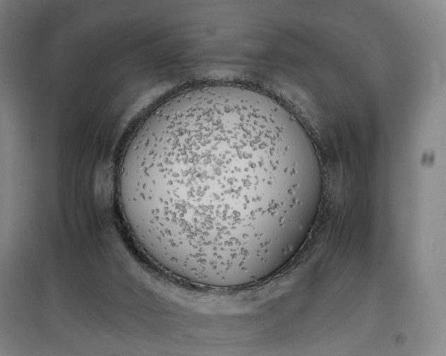 X0000096960016200802151246