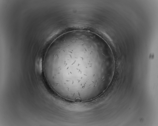 X0000096960020200802151246