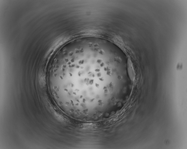 X0000096960050200802151245
