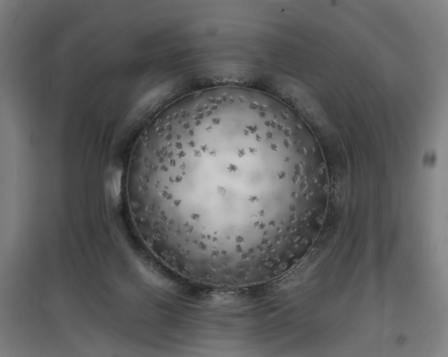 X0000096960070200802151245