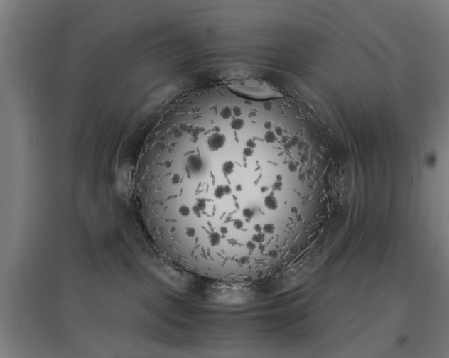X0000096960093200802151245