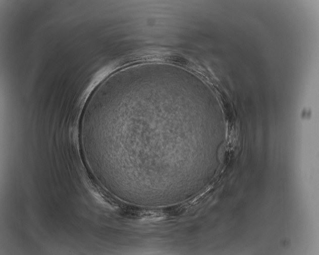 X0000096960099200802151245