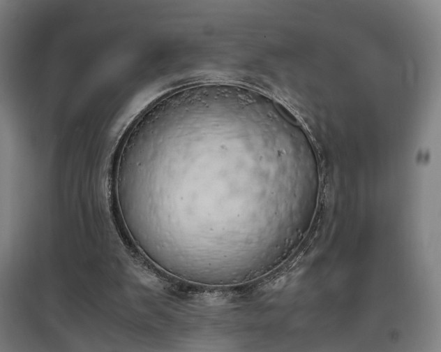 X0000096960103200802151245