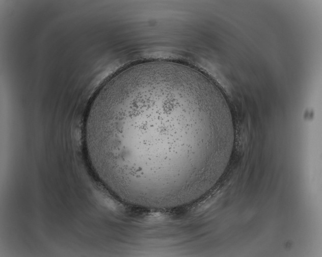 X0000096960111200802151245