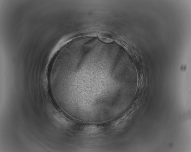 X0000096960198200802151243