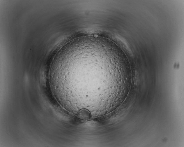 X0000096960210200802151243