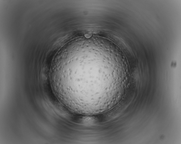 X0000096960218200802151243