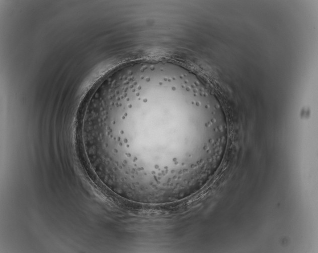 X0000096960242200802151242