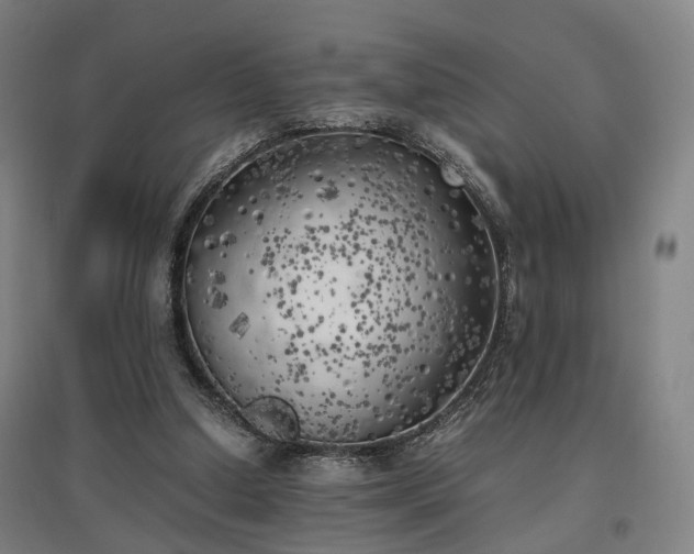 X0000096960250200802151242