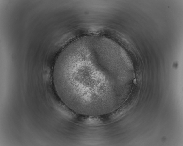 X0000096960270200802151242