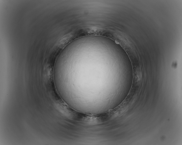 X0000096960276200802151242