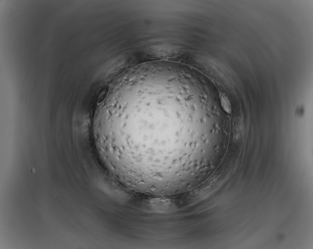 X0000096960279200802151242