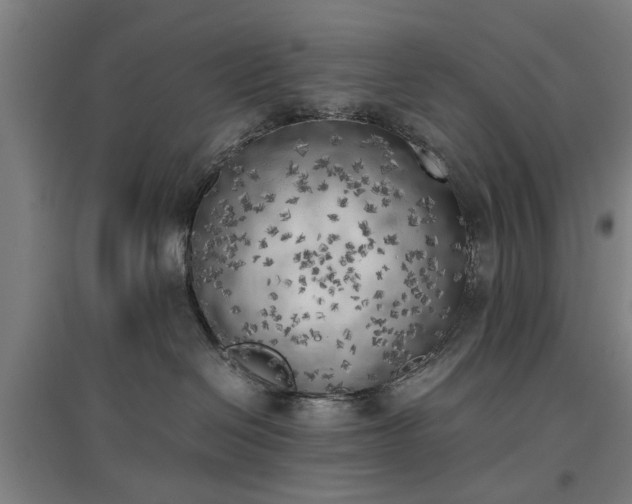 X0000096960286200802151243