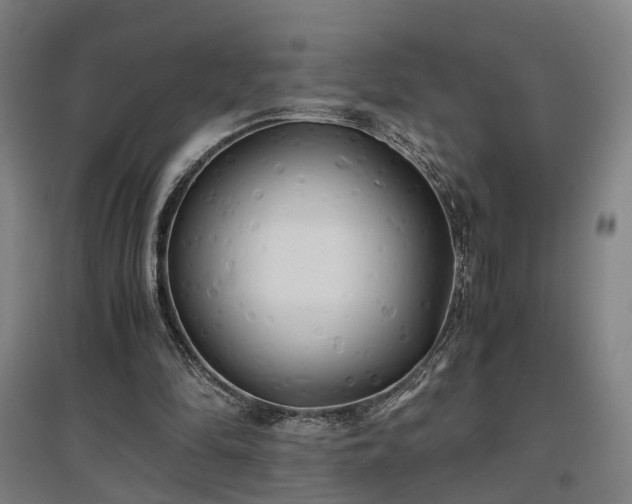 X0000096960294200802151242