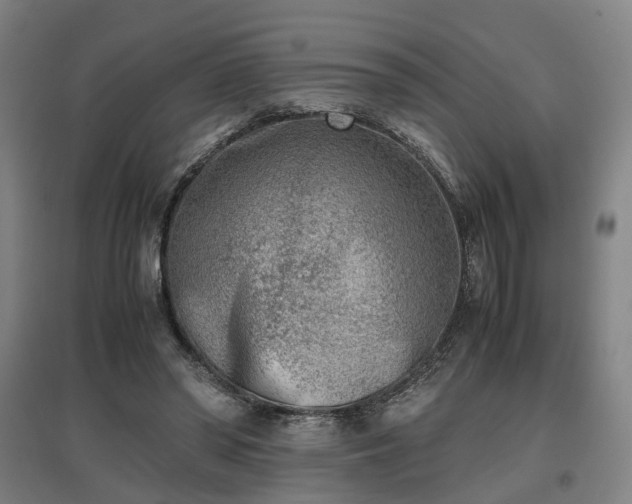 X0000096960398200802151240