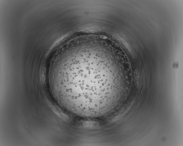 X0000096960400200802151240