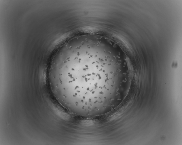 X0000096960404200802151240