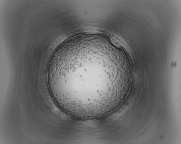 X0000096960433200802151239