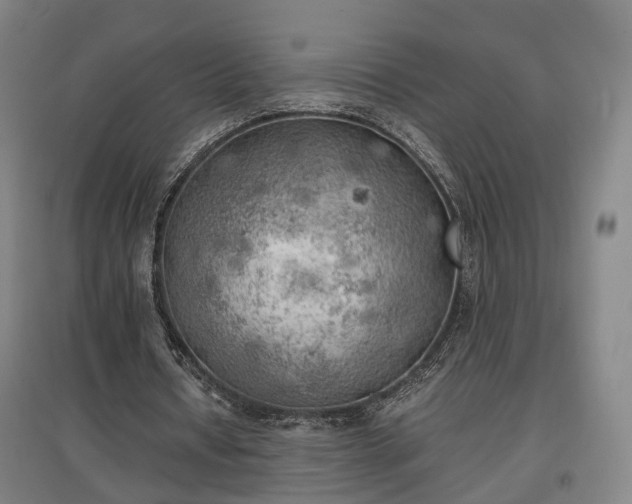 X0000096960434200802151239