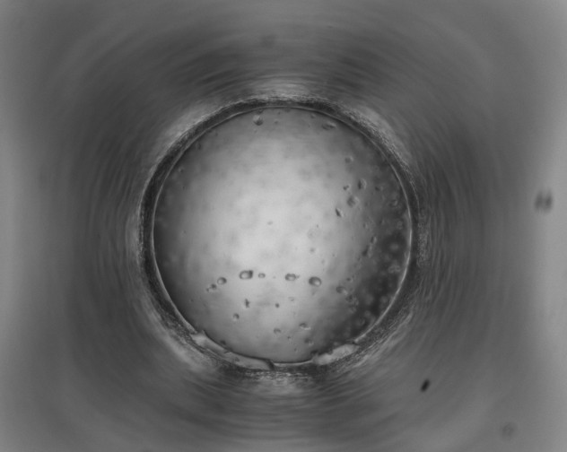 X0000096960439200802151239