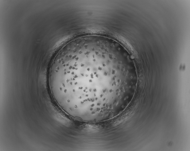 X0000096960442200802151239