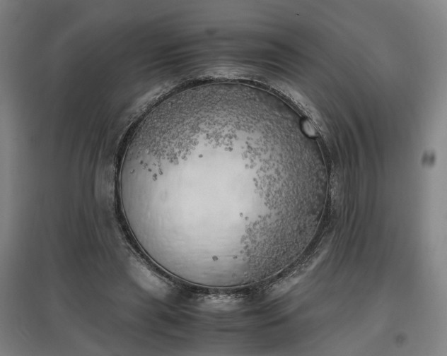 X0000096960445200802151239