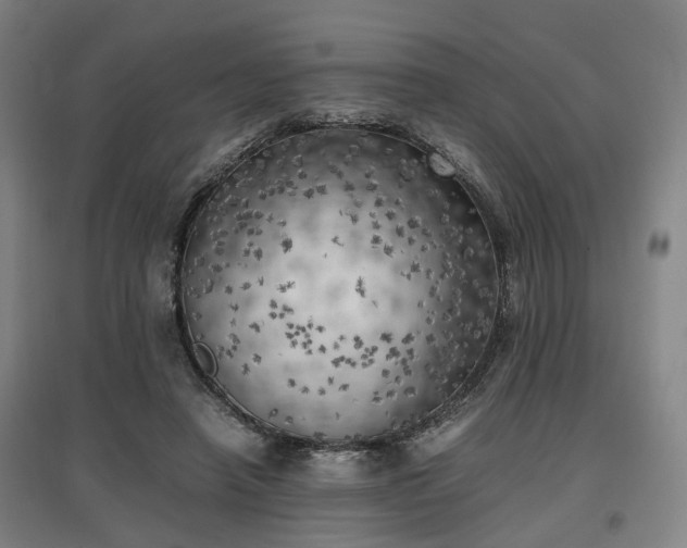 X0000096960450200802151239