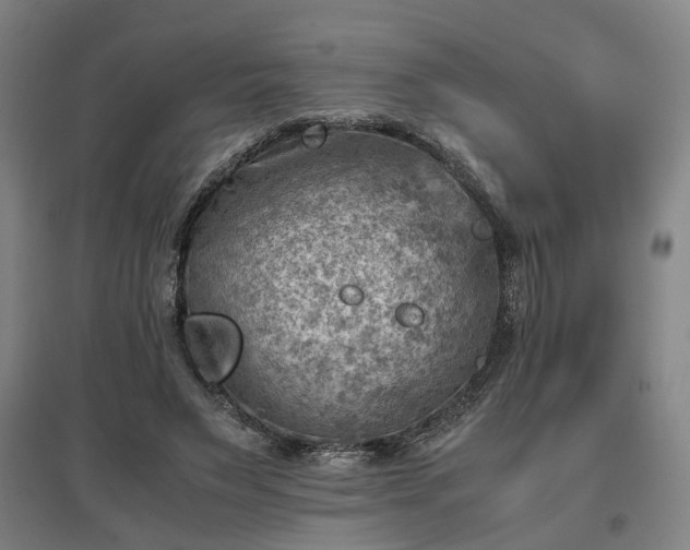 X0000096960495200802151239