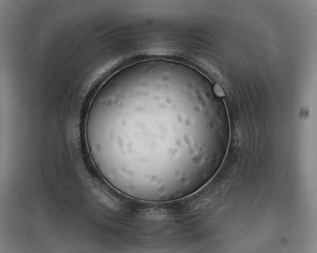 X0000096960535200802151238