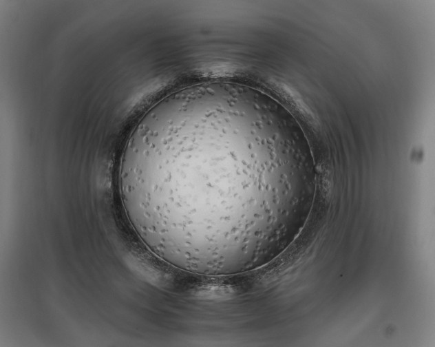 X0000096960543200802151238