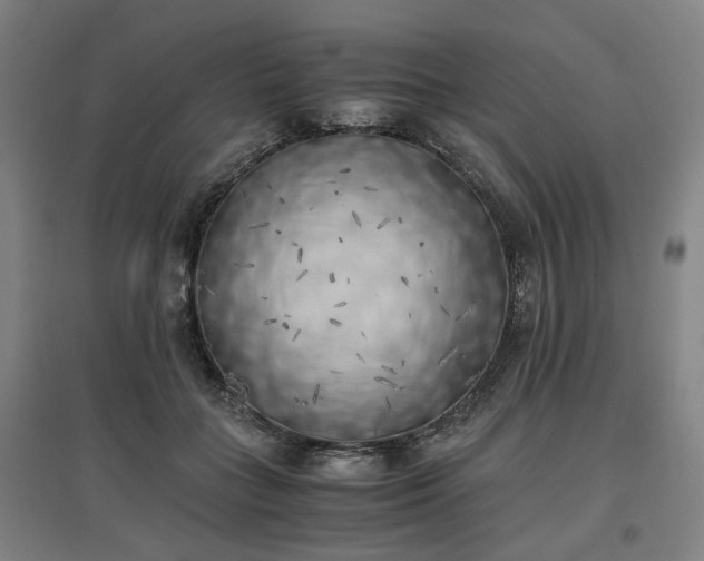 X0000096960555200802151238