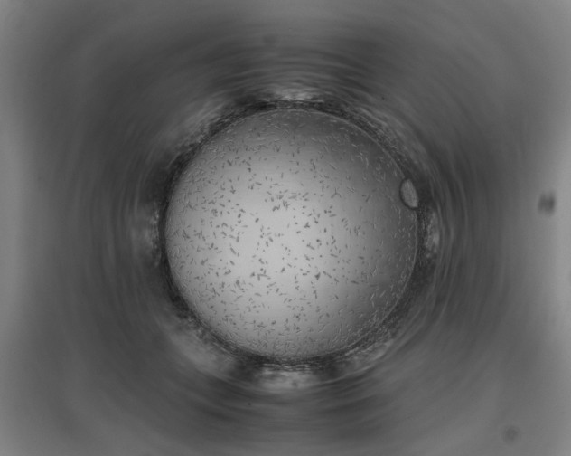 X0000096960559200802151238