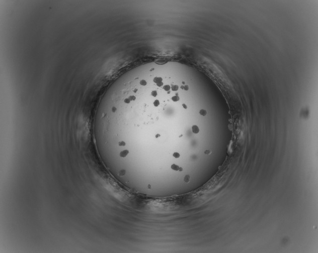 X0000096960568200802151238