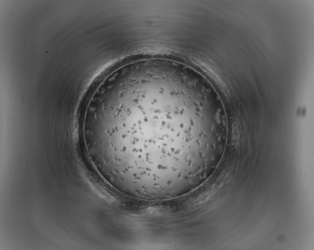 X0000096960584200802151238