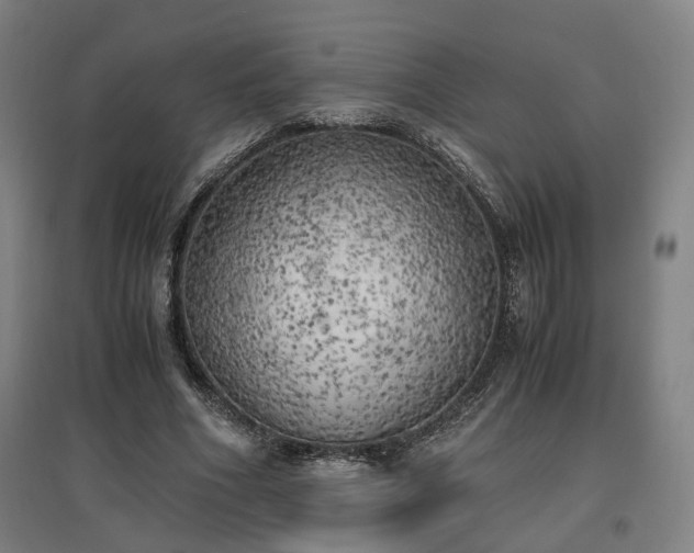 X0000096960586200802151238