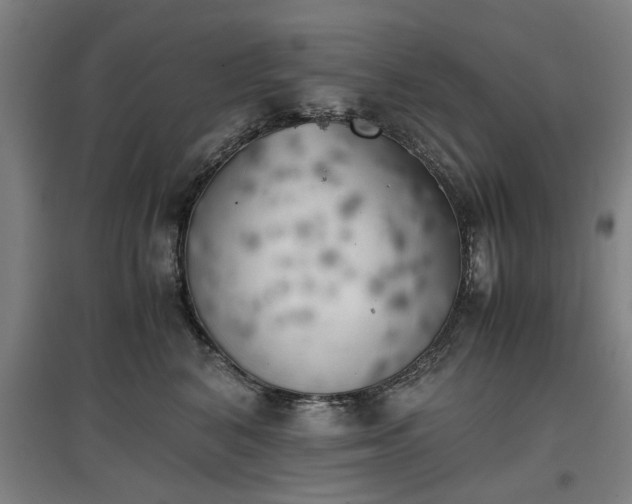 X0000096960616200802151237