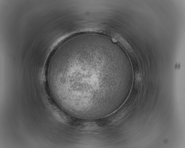 X0000096960628200802151237