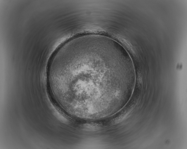 X0000096960630200802151237