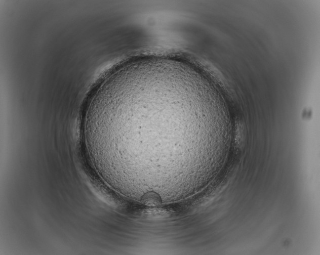 X0000096960636200802151237