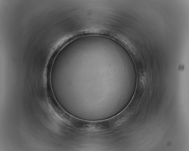 X0000096960678200802151236