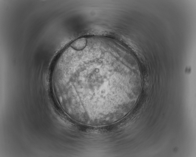 X0000096960679200802151236