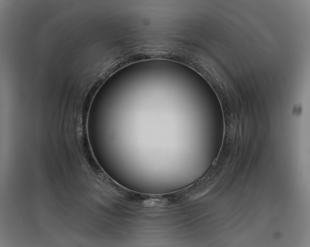 X0000096960700200802151236