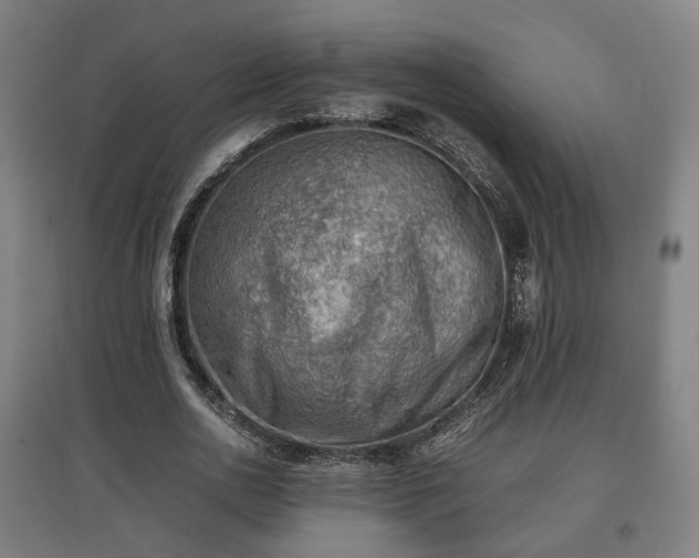 X0000096960726200802151235