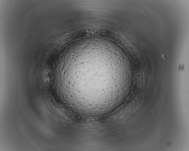 X0000096960770200802151235